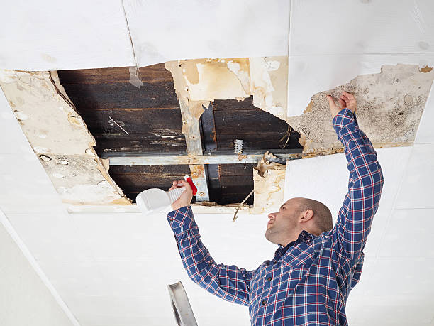 Why You Should Choose Our Mold Remediation Services in Waynesburg, PA